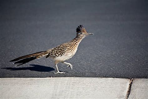 Road Runner Running 的图像结果