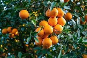Aywal Grafted sweet malta/mosambi/mausami grafted fruit Plant Seed ...