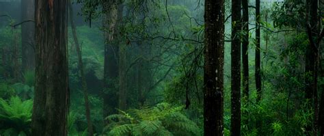 Download wallpaper forest, nature, fern, haze, section nature in ...