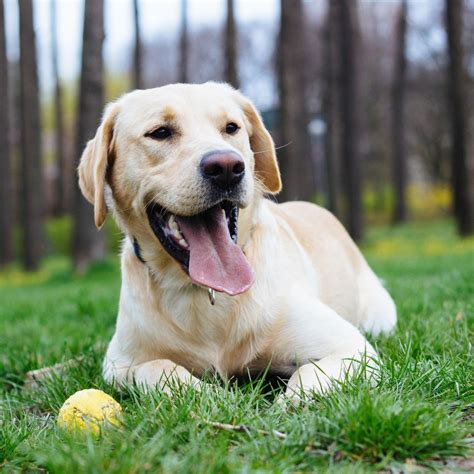 Silverado Veterinary Hospital Tour | Vet Clinic In Napa, CA