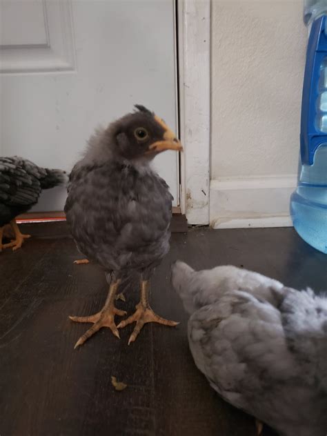 Sapphire gem and sapphire olive egger what is the difference – Artofit