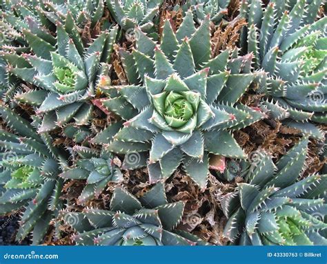 Cactus stock image. Image of succulents, cacti, family - 43330763