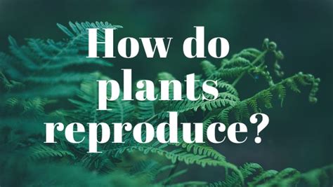 Image result for Plant Reproduction Simple