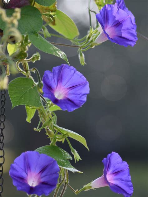 Morning Glory Problems - Common Diseases Of Morning Glory Vines ...