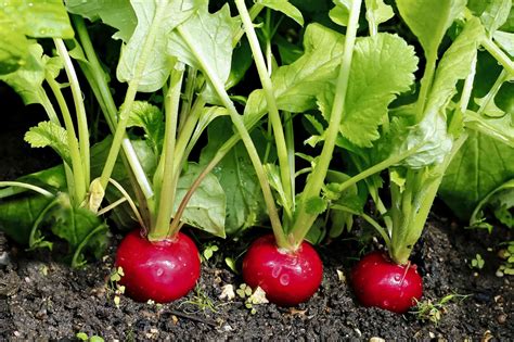 16 Vegetables You Can Grow in Partial Shade
