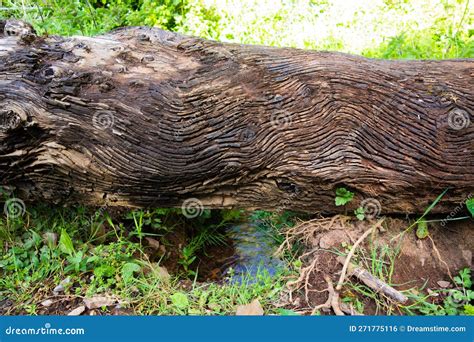 Image result for Old Fallen Tree Trunk