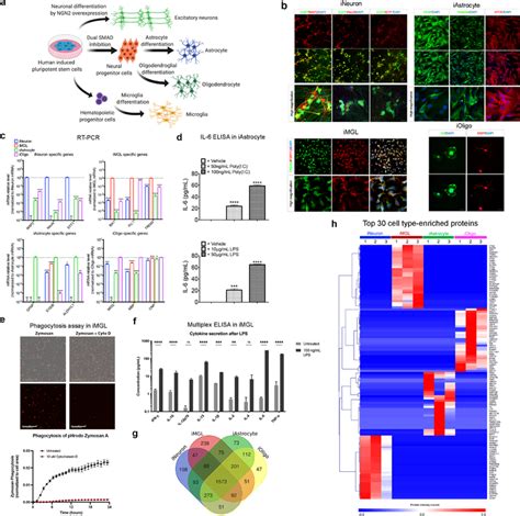 Image result for Brain Cell Types