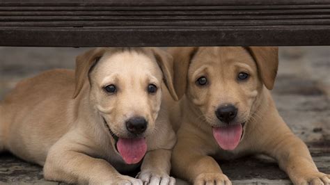 Check Out Friendicoes NGO For Animal Welfare | LBB, Delhi