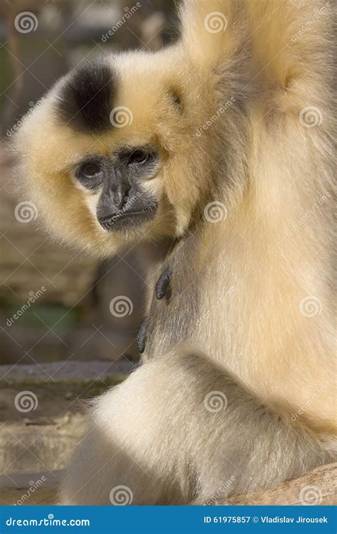 Northern White-cheeked Gibbon (Nomascus Leucogenys) Cuddlin Stock Image ...