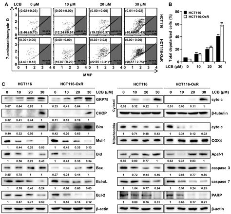 Licochalcone B Induces ROS-Dependent Apoptosis in Oxaliplatin-Resistant ...
