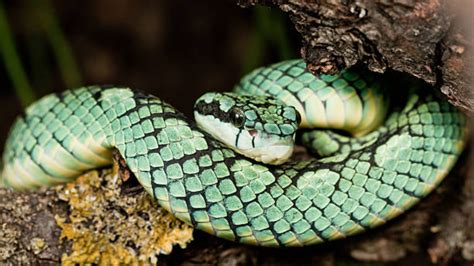 The world’s most colorful snakes you’ve never heard of | - Times of India