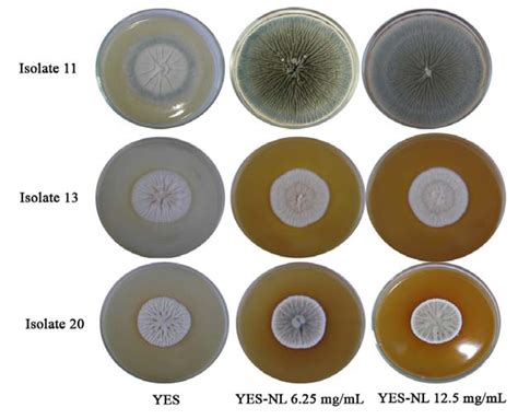 Effect of Neem Leaf Extract and Neem Oil on Penicillium Growth ...