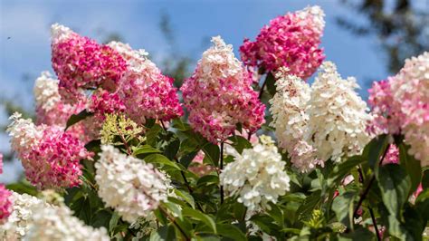 Image result for Lollipop Hydrangea Tree