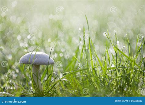 Meadow mushroom stock image. Image of cultivated, meadow - 27147791