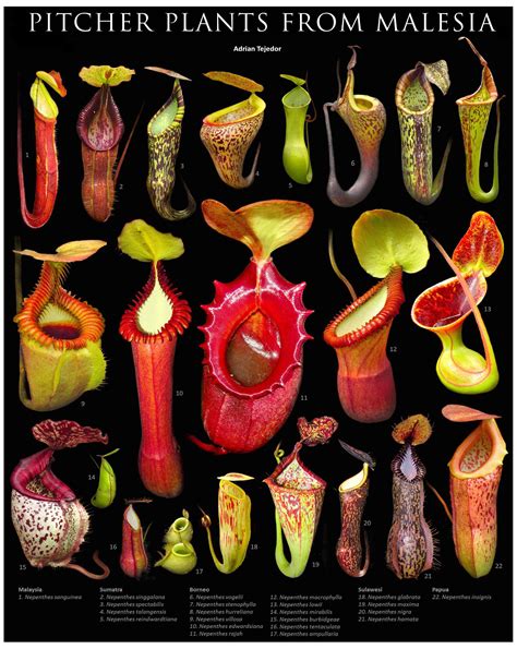 Nepenthes Pitcher Plants | Etsy