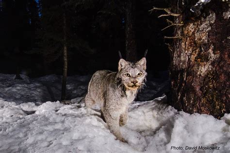 New partnership conducts research on state’s Canada lynx population ...