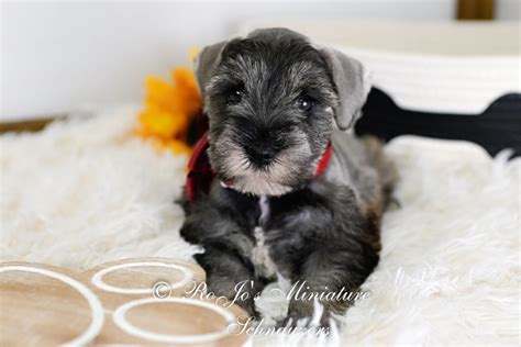 Toy Schnauzer Puppies for Sale | Mini Schnauzer Dog Breeder OK