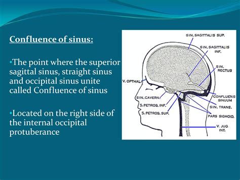 venous supply of head & neck | PPTX