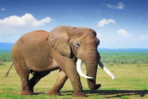 Image result for Elephant Toothpasste Exploding