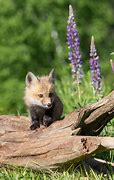 Image result for Cutest Baby Fox in the World