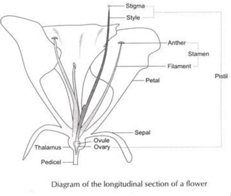 draw a illustration picture of the longitudenal cut of flower, write ...