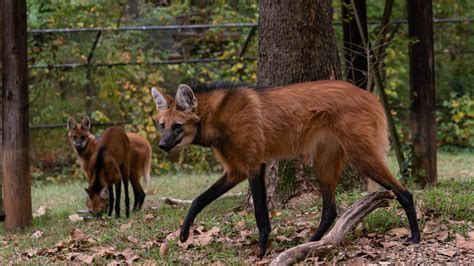 Maned Wolves 的图像结果