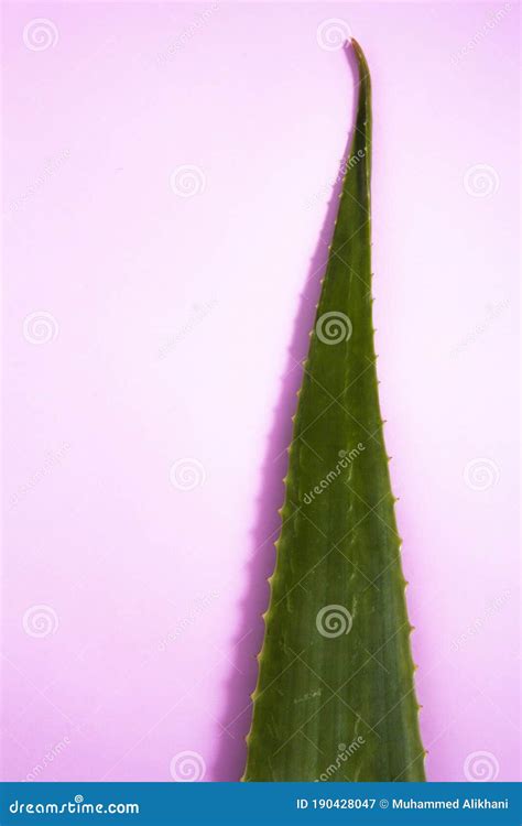 Some Parts of the Aloe Vera Plant Stock Image - Image of medicine, medical: 190428047