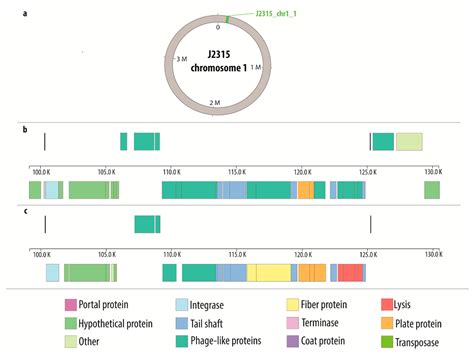 Burkholderia cenocepacia Prophages—Prevalence, Chromosome Location and ...
