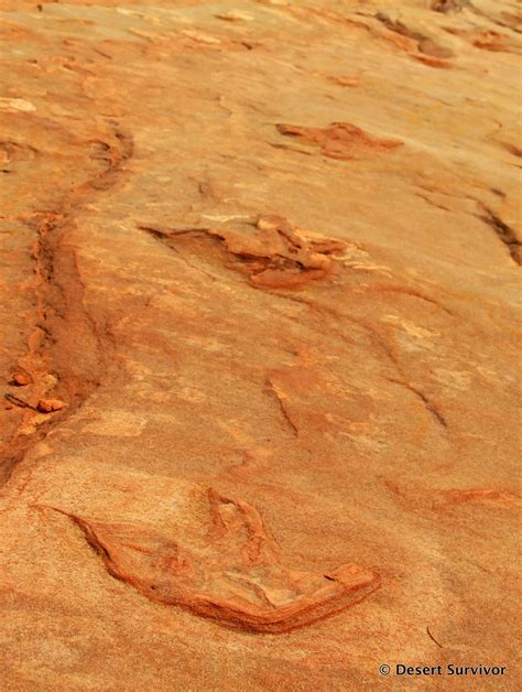 Desert Survivor: Moccasin Mountain Dinosaur Trackway near Kanab, Utah