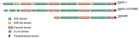 Ligand Binding and Signaling of HARE/Stabilin-2