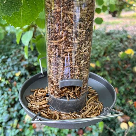 Metal mealworm feeder for wild birds – Haith's UK
