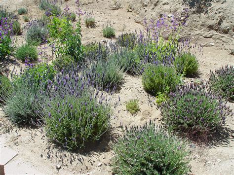 Here's how to grow an herb garden in the Southern California desert