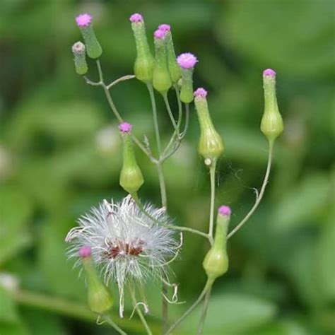 Herbal Plants/Purple Sow Thistle, Sadhimodi, muyalsevi, हिरनखुरि ...