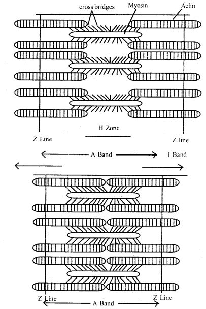 Locomotion and Movement Class 11 Important Extra Questions Biology ...