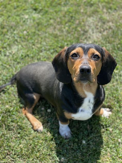Basset Hound Dachshund Beagle Mix