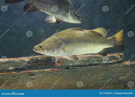 Barramundi fish stock photo. Image of popular, asian - 73768574