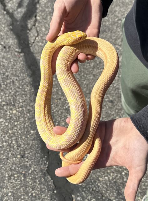 Elaphe carinata 'King Rat Snake' Albino #3-King rat snake
