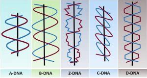 Different Forms of DNA 的图像结果