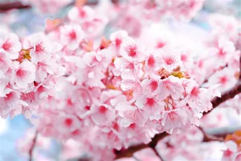 Spring Flower Background Free 的图像结果