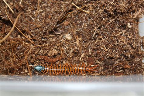 Scolopendra sp. Thai Scarlett (Thai Scarlett Centipede) — Arachnid Rarities