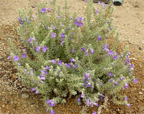 Traditional Use Of Emu Bush And Its Healing Properties