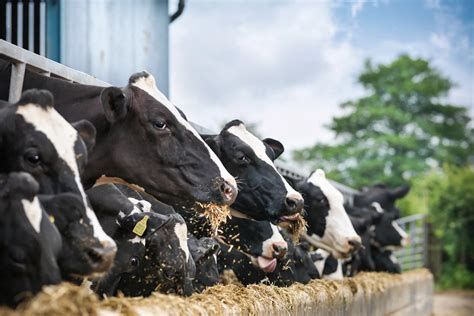 Mad Cow Disease: Symptoms, Causes and Treatments for vCJD