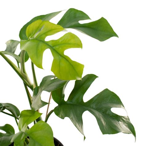 National Plant Network Monstera House Plant in 4-in Planter in the ...