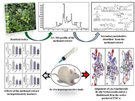 Metabolic Profiling of Buddleia indica Leaves using LC/MS and Evidence ...