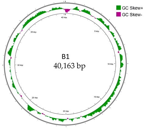 Genomic, Functional, and Evolutionary Insights into a Novel T7-like ...
