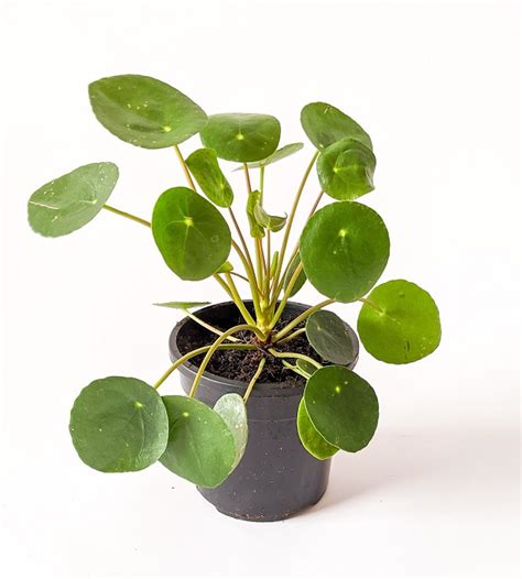 Pilea peperomioides - Chinese Money Plant | TheGreenyard.in