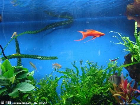 热带鱼饲养的要点|水族品种-波奇网百科大全