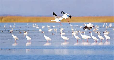 内蒙古日报数字报-候鸟集群 赴一场春之约