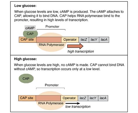 Image result for Lac Operon Flow Chart
