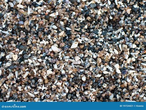 Image result for Small Shells